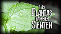 Las Plantas también sienten